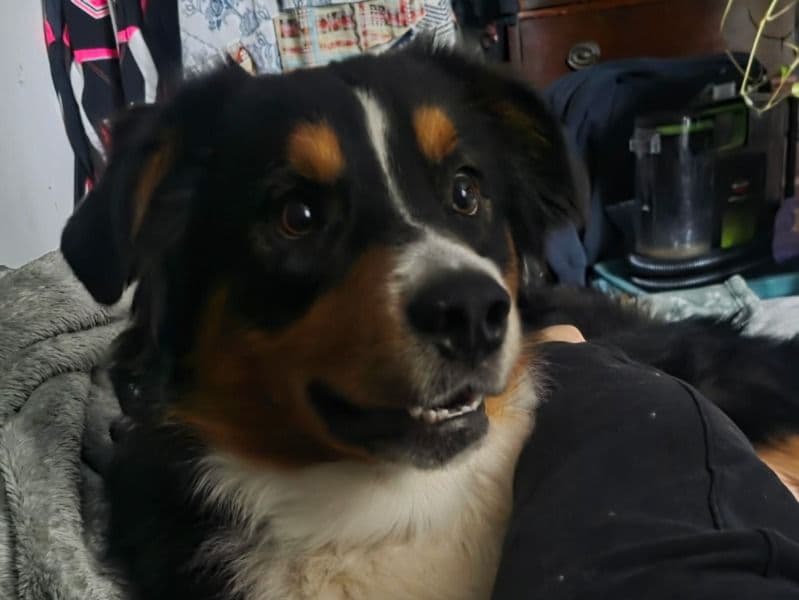 Miniature Australian Shepherd 1 year old male large named Bruno for breeding in Montcalm County, Michigan | Petmeetly