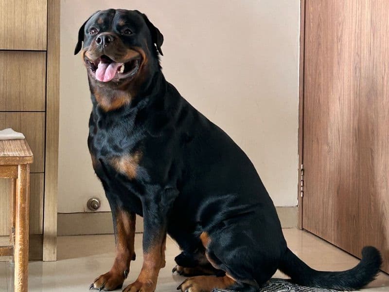 Rottweiler 5 years 2 months old male large named Toro for breeding in Konkan Division, Maharashtra | Petmeetly