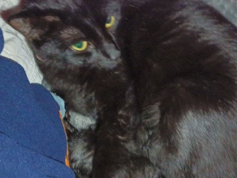 Siamese 1 year 6 months old female named Salem for breeding in Gratiot County, Michigan | Petmeetly