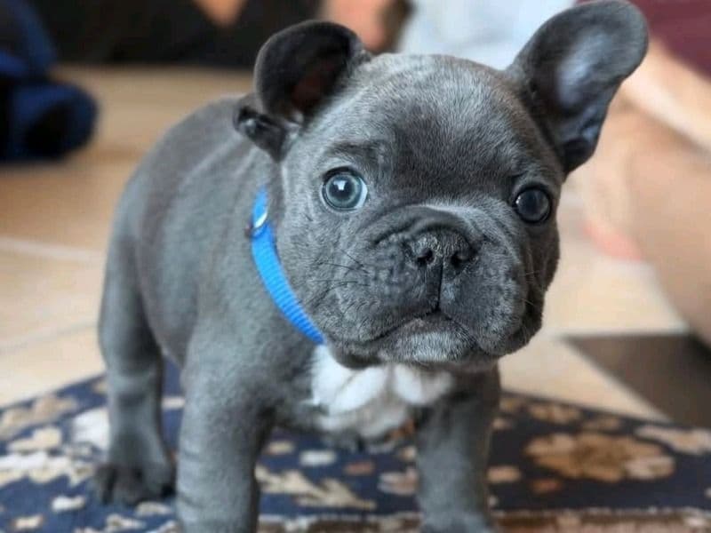 French Bulldog 2 months old male medium named Franch Bulldogs for sale in Los Angeles County, California | Petmeetly