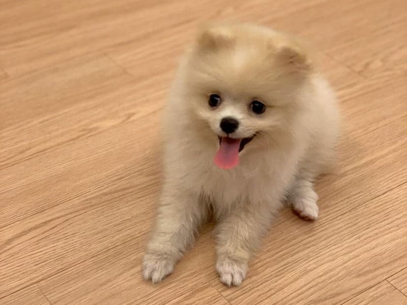 Billy - Pomeranian | Petmeetly
