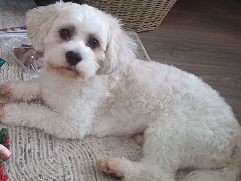 Shih Tzu 3 years 3 months old male small named Ralphie for breeding in Merseyside, England | Petmeetly