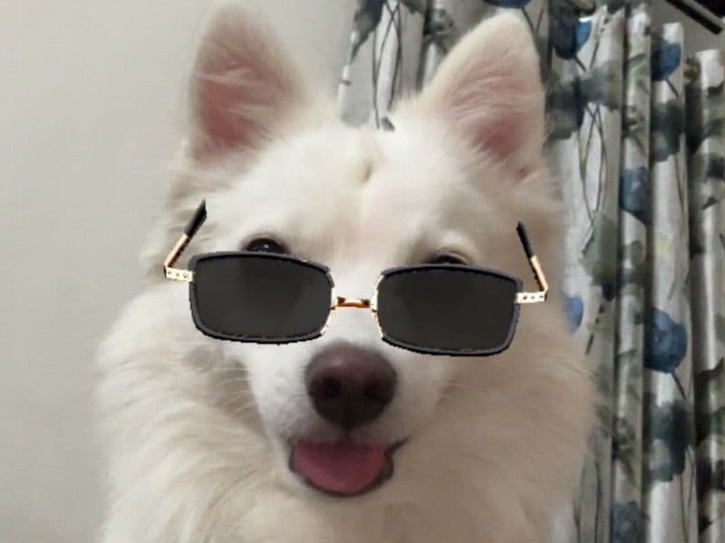 Spitz 3 years 6 months old male small named Jimmy for breeding in Lucknow Division, Uttar Pradesh | Petmeetly