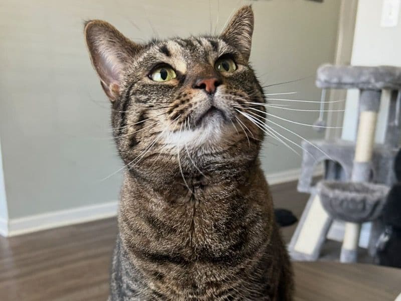 Domestic Shorthair 5 years 8 months old female named Maya for adoption in Spartanburg County, South Carolina | Petmeetly