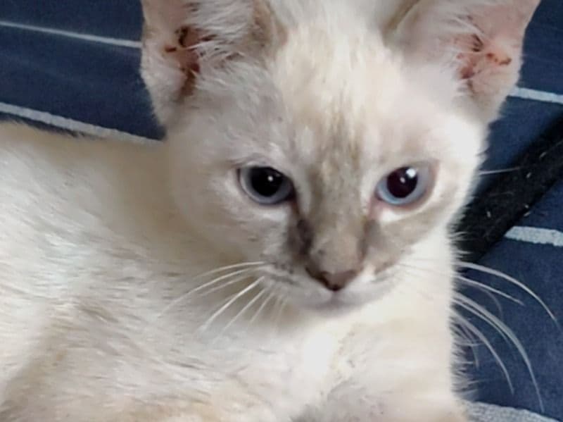 Tinkie Winkie - Siamese | Petmeetly