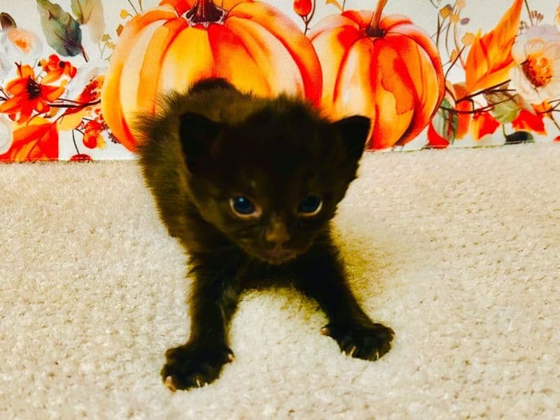 Luna primary photo