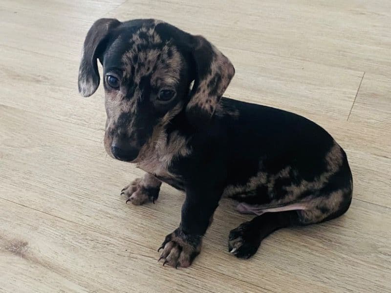 Miniature Dachshund 1 year 1 month old male small named Benji for breeding in City of Gold Coast, Queensland | Petmeetly