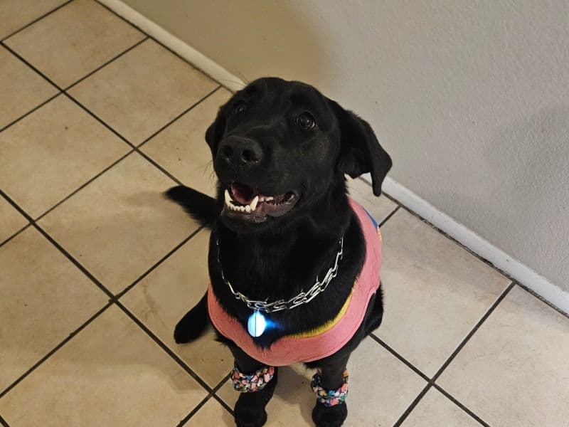 Lily primary photo