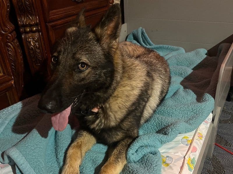 German Shepherd 2 years old female extra large named Moon for breeding in Fort Bend County, Texas | Petmeetly