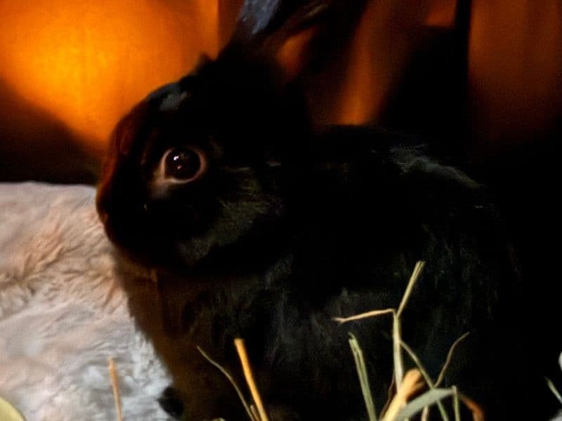 Netherland Dwarf 2 years 4 months old female named Luna for sale in Autauga County, Alabama | Petmeetly