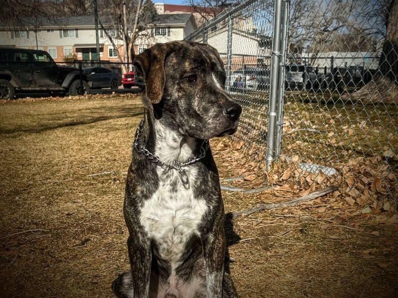 Presa Canario 1 year 2 months old male large named Tony for sale in Denver, Colorado | Petmeetly