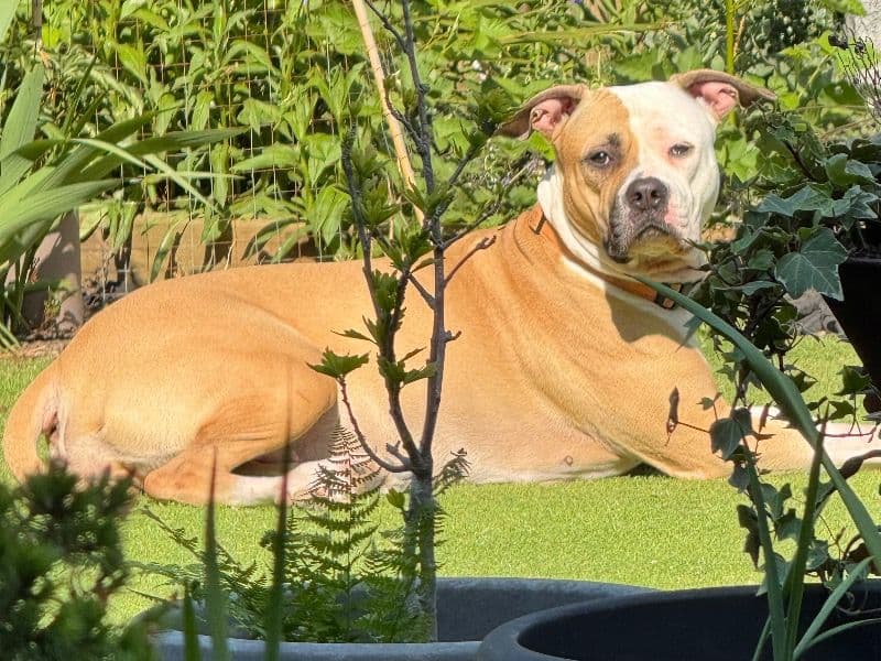 American Bulldog 3 years 6 months old female medium named T for breeding in Gloucestershire, England | Petmeetly