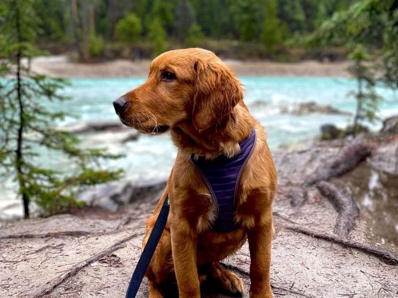 Golden Retriever 1 year 7 months old male medium named Duke for breeding in Calgary, Alberta | Petmeetly