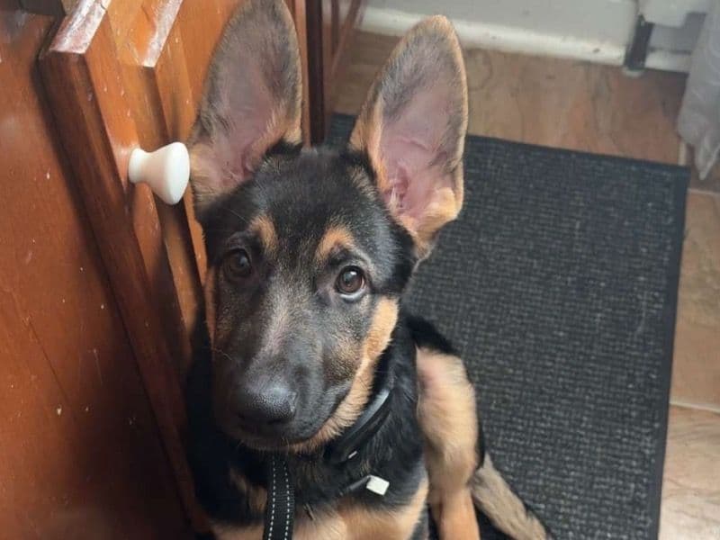 German Shepherd 4 months old male small named Apollo for sale in Chester County, Pennsylvania | Petmeetly