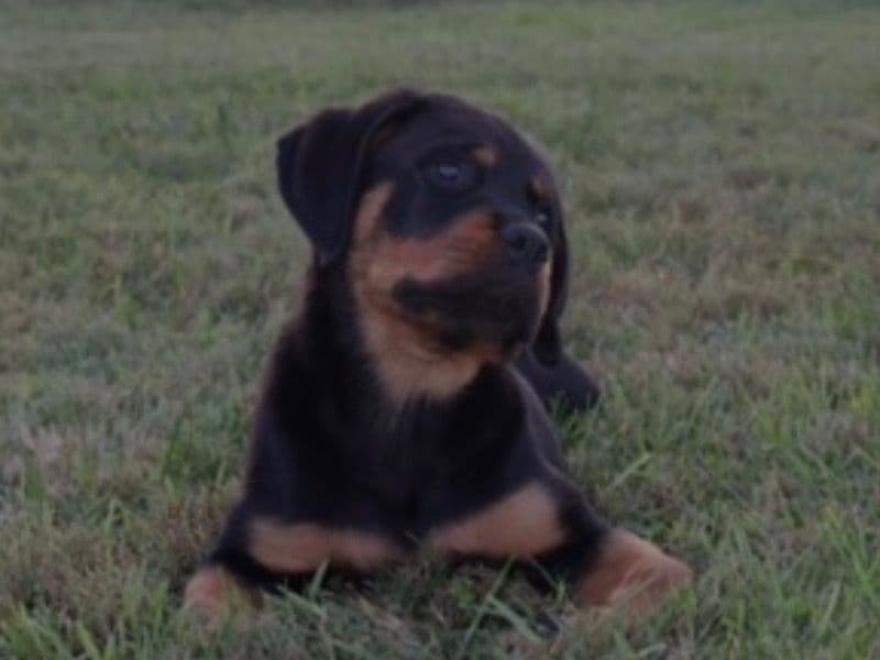 Rottweiler 7 months old male medium named Montana for sale in Barrow County, Georgia | Petmeetly