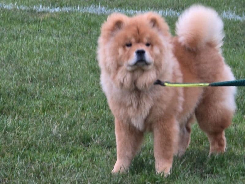 Chow Chow 11 months old male medium named Red for breeding in Woking, England | Petmeetly