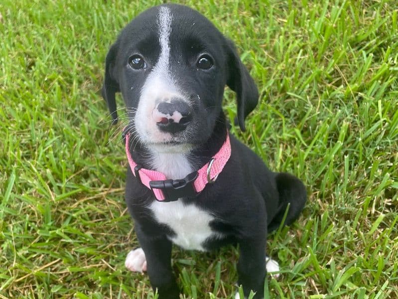 Labrador Retriever 7 months old female small named Lucy for breeding in Ouachita Parish, Louisiana | Petmeetly
