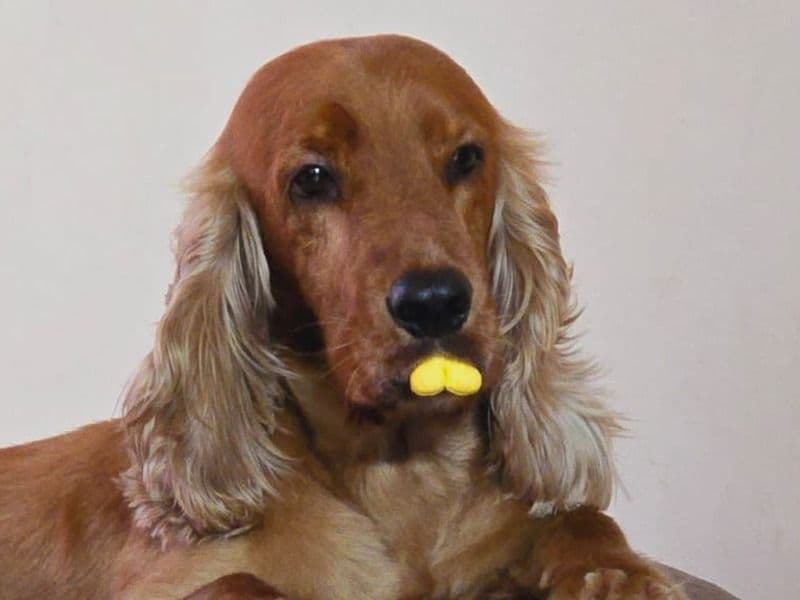 Max primary photo