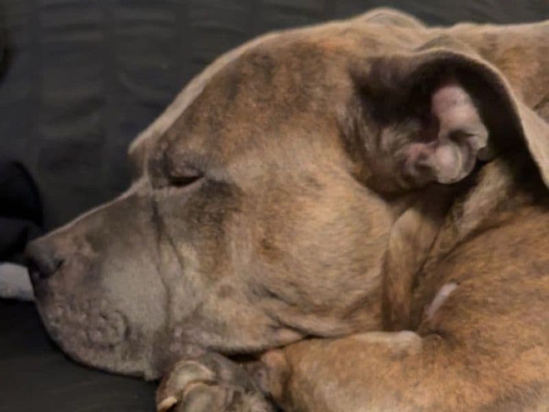 American PitBull Terrier 8 years old male medium named Chico for breeding in Montgomery County, Maryland | Petmeetly