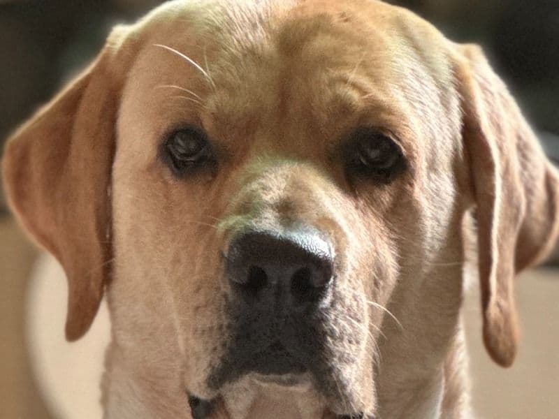 English Labrador Retriever 5 years old male medium named Fin for breeding in Konkan Division, Maharashtra | Petmeetly