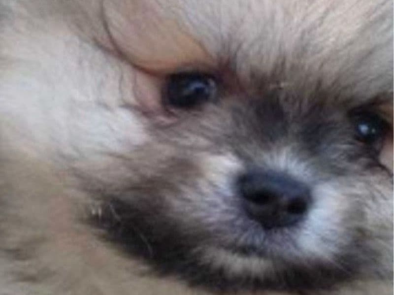 Rosie primary photo