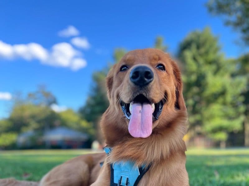 Yoshi primary photo