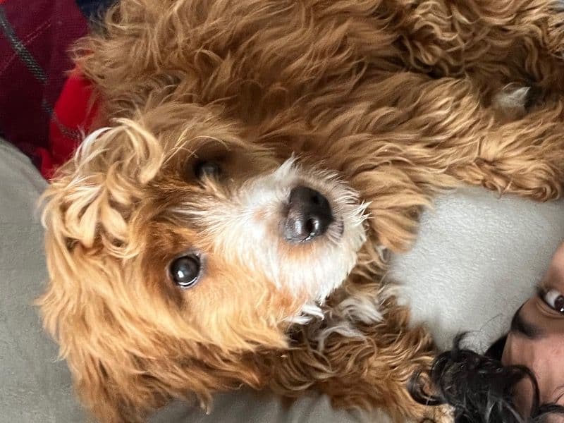 Cocker Spaniel 1 year 5 months old male medium named Franklyn for breeding in Hamilton, Ontario | Petmeetly