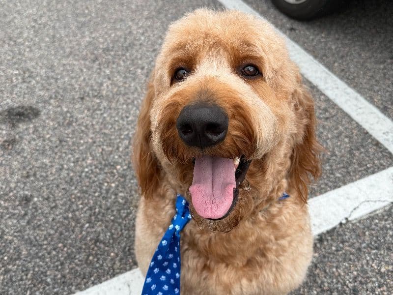 Goldendoodle 2 years 11 months old male large named Figaro for breeding in Virginia Beach, Virginia | Petmeetly