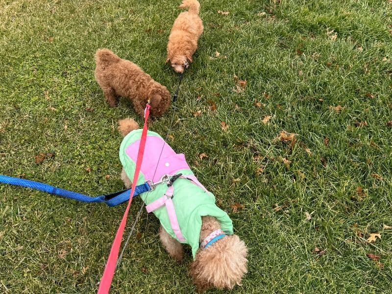 Poppy  the Miniature Poodle - Gallery photo 3