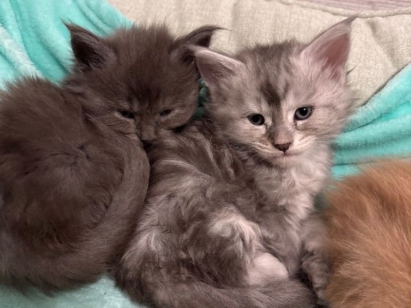 Maine Coon 5 months old female named Blair, Iris, And Fern for sale in Lee County, Florida | Petmeetly