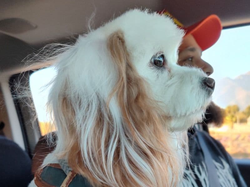 Cavalier King Charles Spaniel 3 years 4 months old male small named Marshmallow for breeding in San Bernardino County, California | Petmeetly