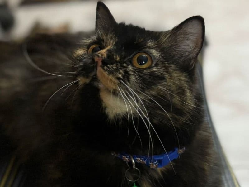 Tortoiseshell cat 10 months old female named Hoorain (bebo) for breeding in Konkan Division, Maharashtra | Petmeetly