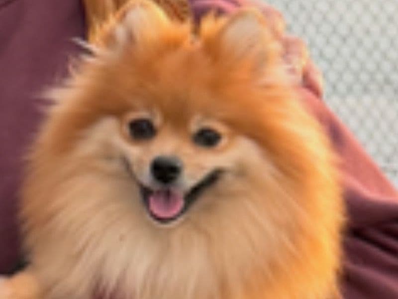 Pomeranian 2 years 10 months old female small named Alisa for breeding in San Diego County, California | Petmeetly