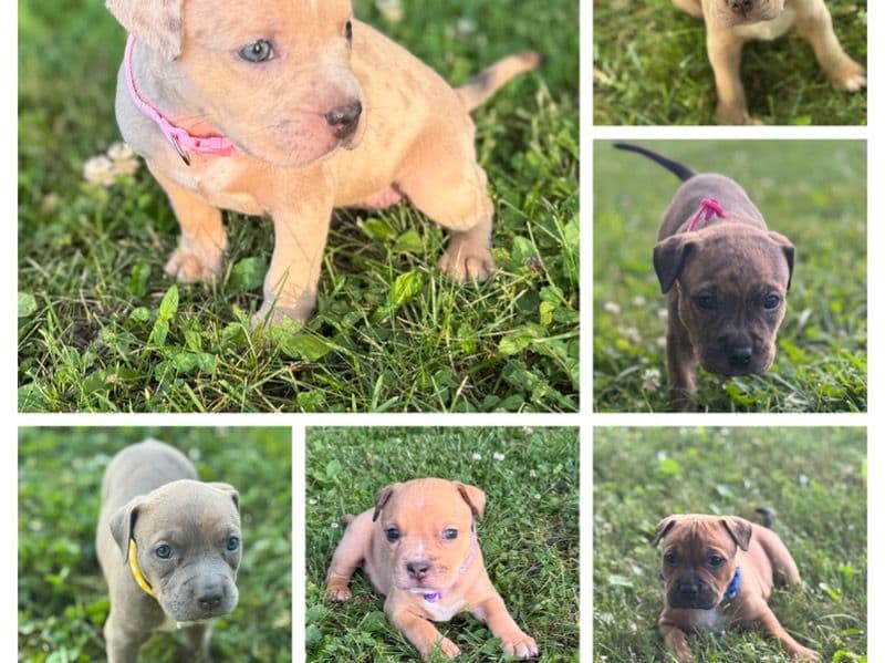 Puppies primary photo