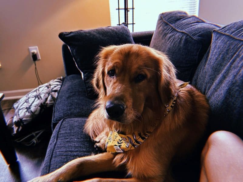Milo primary photo
