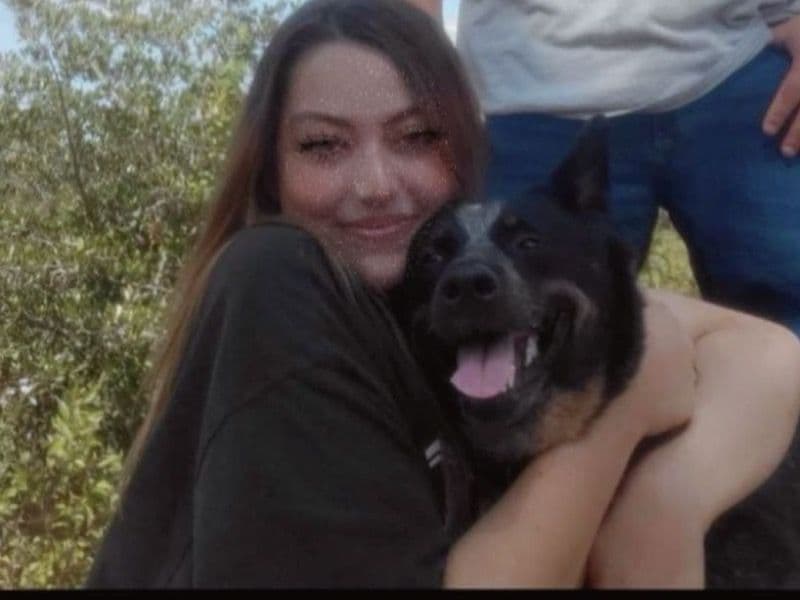 Australian Cattle Dog 5 years 8 months old female medium named Harper for breeding in Manitowoc County, Wisconsin | Petmeetly