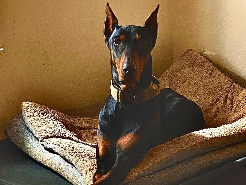 Doberman 5 years 1 month old male large named Cairo for breeding in Muscogee County, Georgia | Petmeetly