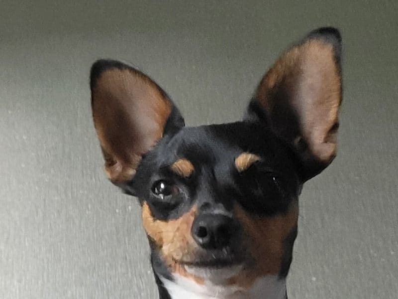 Jack Chi 3 years 8 months old female small named Nala for breeding in Fife, Scotland | Petmeetly