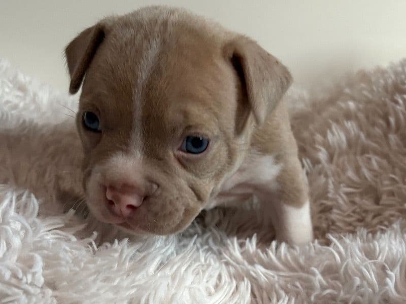 Simba primary photo