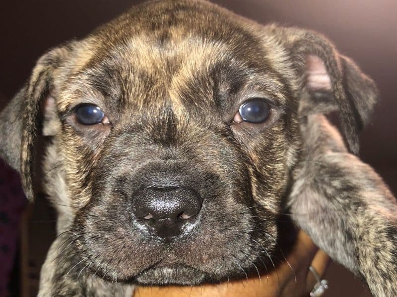 Presa Canario 2 months old male small named Rocky for sale in Fulton County, Georgia | Petmeetly