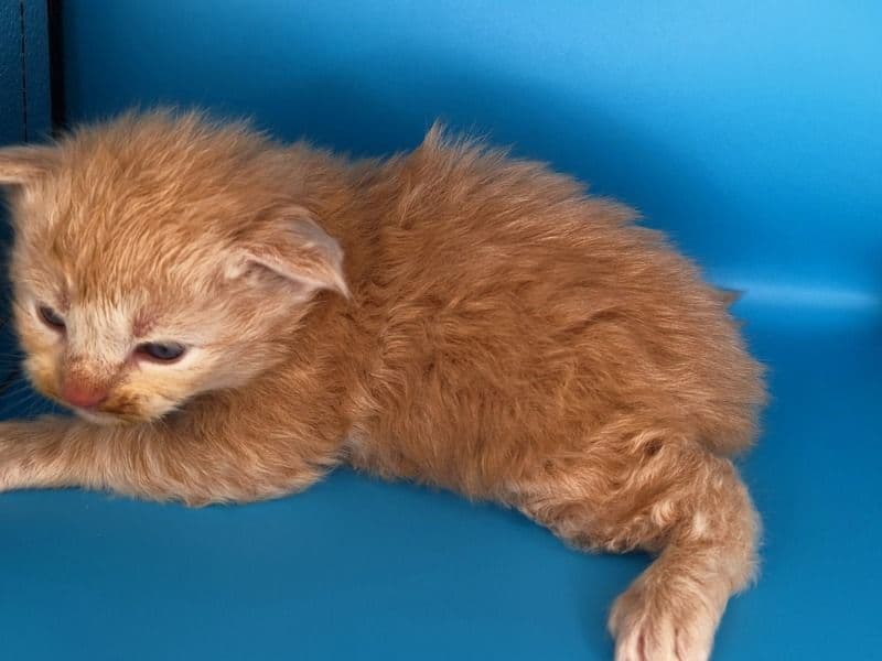 Maine Coon 1 month old male named Lincoln for sale in Paulding County, Georgia | Petmeetly