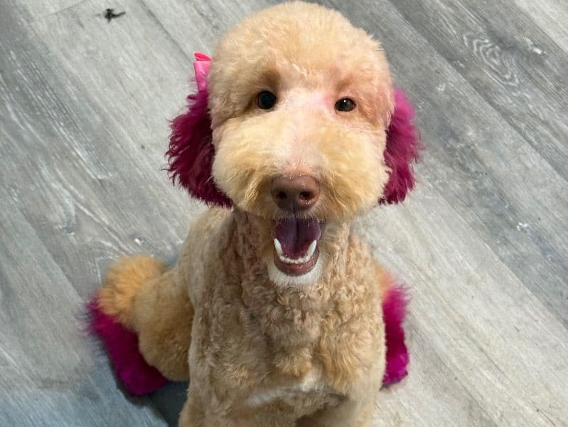 Goldendoodle 2 years old female large named Skyler for breeding in Cook County, Illinois | Petmeetly