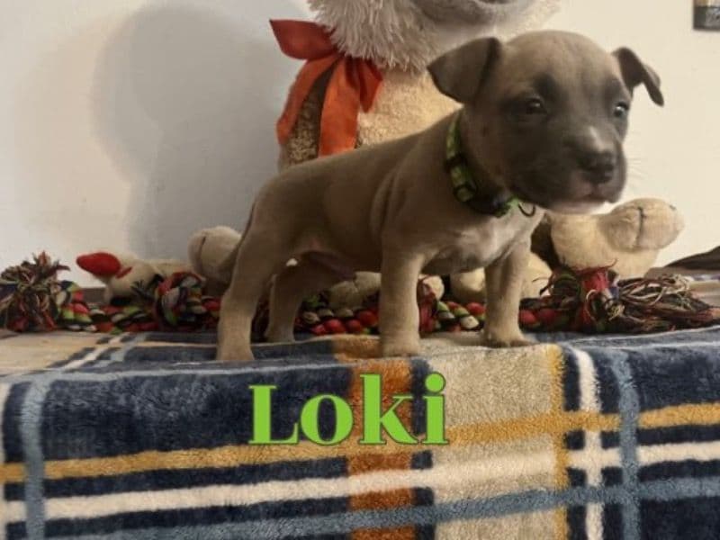 Loki primary photo