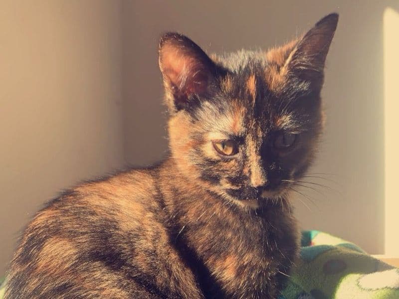 Latte primary photo