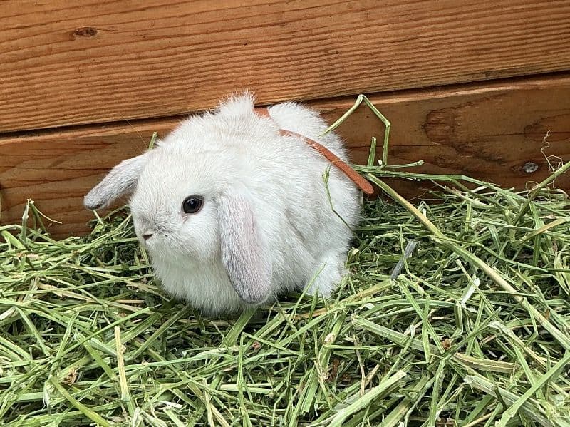 Bunnies - Holland Lop | Petmeetly