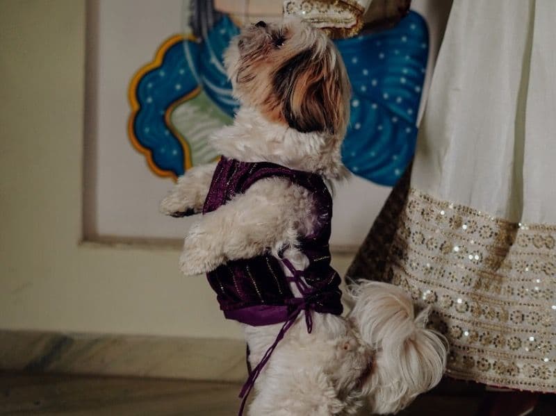 Shih Tzu 1 year 3 months old male small named Zuno for breeding in Udaipur Division, Rajasthan | Petmeetly