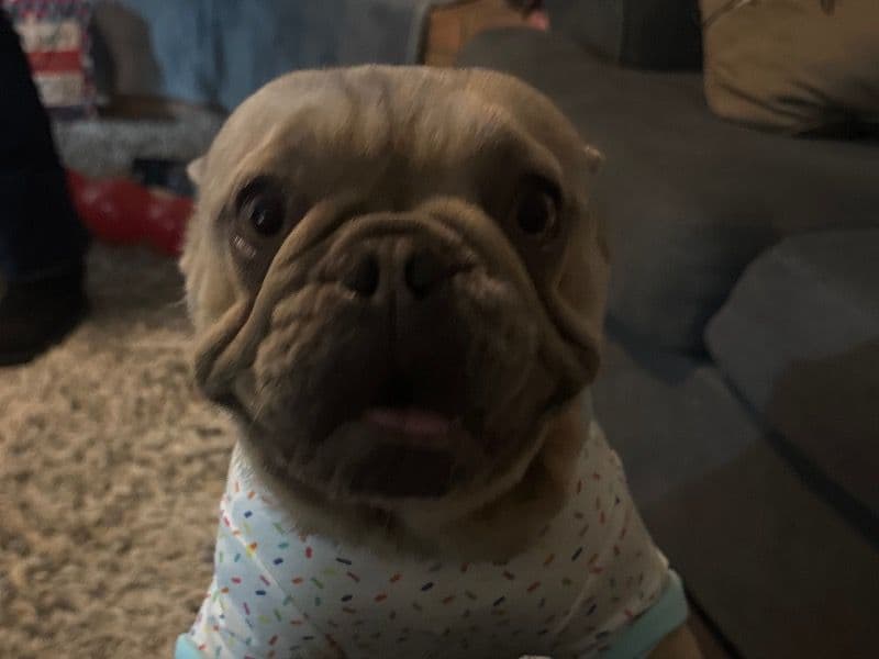 Nova primary photo