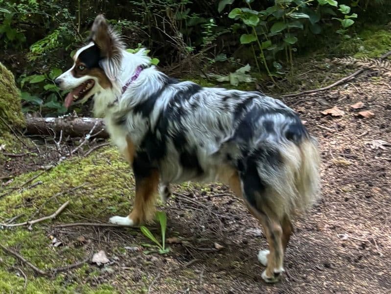 Australian Shepherd 2 years 9 months old female medium named Nova for breeding in Lincoln County, Oregon | Petmeetly