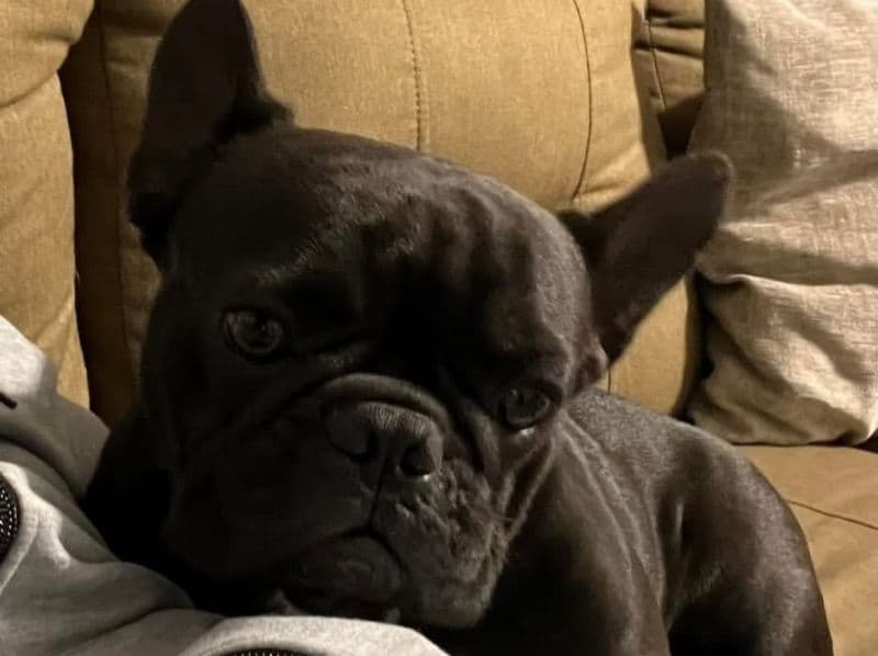 Coco primary photo