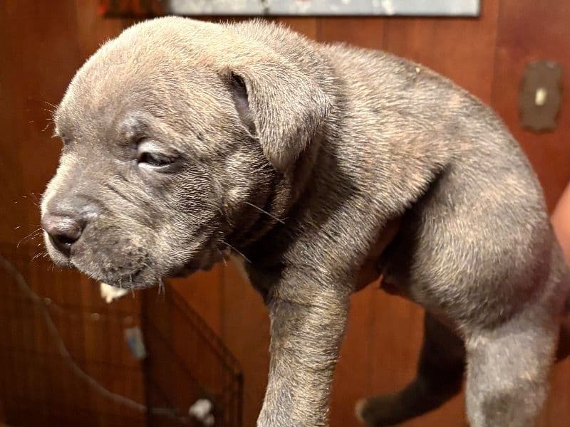 American Bully 1 month old male small named Buzz for sale in Marion County, Indiana | Petmeetly
